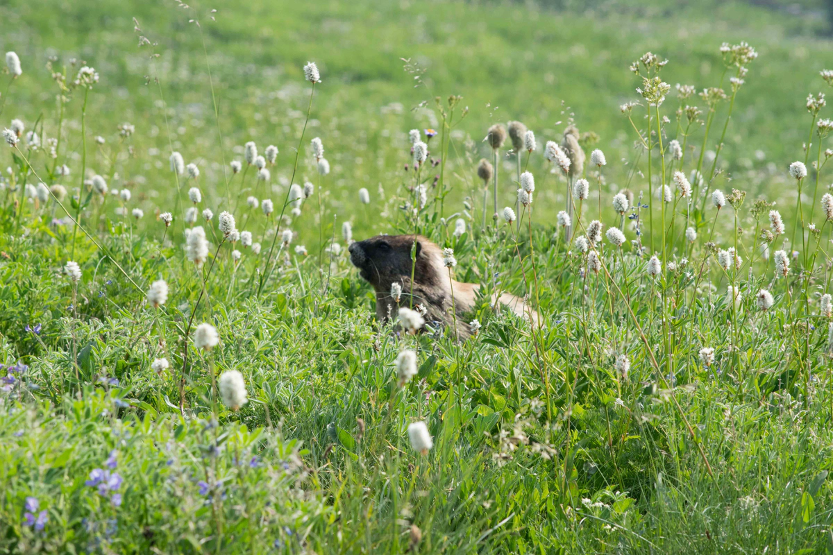 25 Days of using Golang