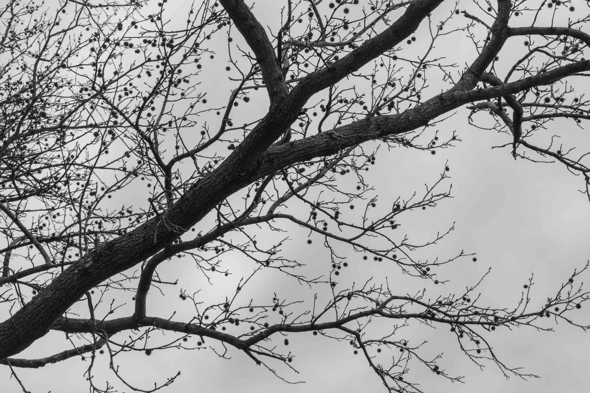 Scraping the Web in Golang with Colly and Goquery