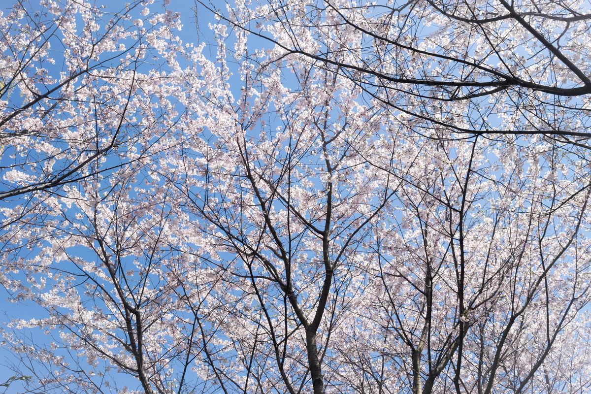 Introducing Corral: A Serverless MapReduce Framework