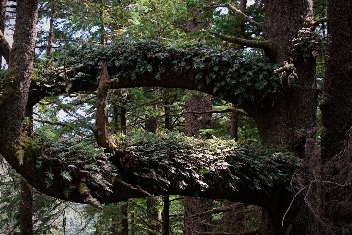 Preventing Link Rot in my Obsidian Vault